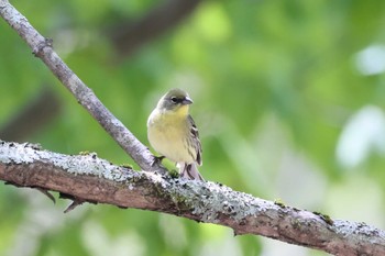 Yellow Bunting 山梨県 Wed, 5/4/2022