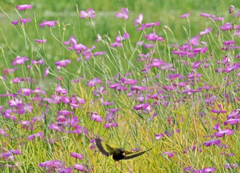 カワラヒワ 荒川・砂町水辺公園(東京都江東区) 2022年5月18日(水)