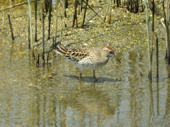 2022年5月3日(火) 大阪南港野鳥園の野鳥観察記録