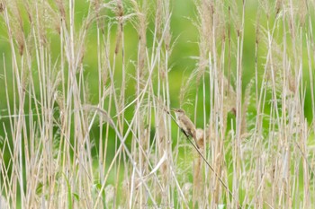 オオヨシキリ 東京港野鳥公園 2022年5月8日(日)