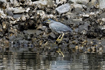 ササゴイ 東京港野鳥公園 2022年5月8日(日)