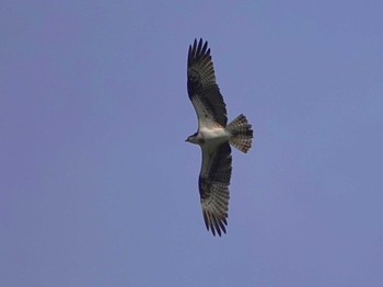 Osprey 岩手県岩泉町 Sun, 5/15/2022