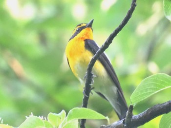 2022年5月18日(水) 舞岡公園の野鳥観察記録