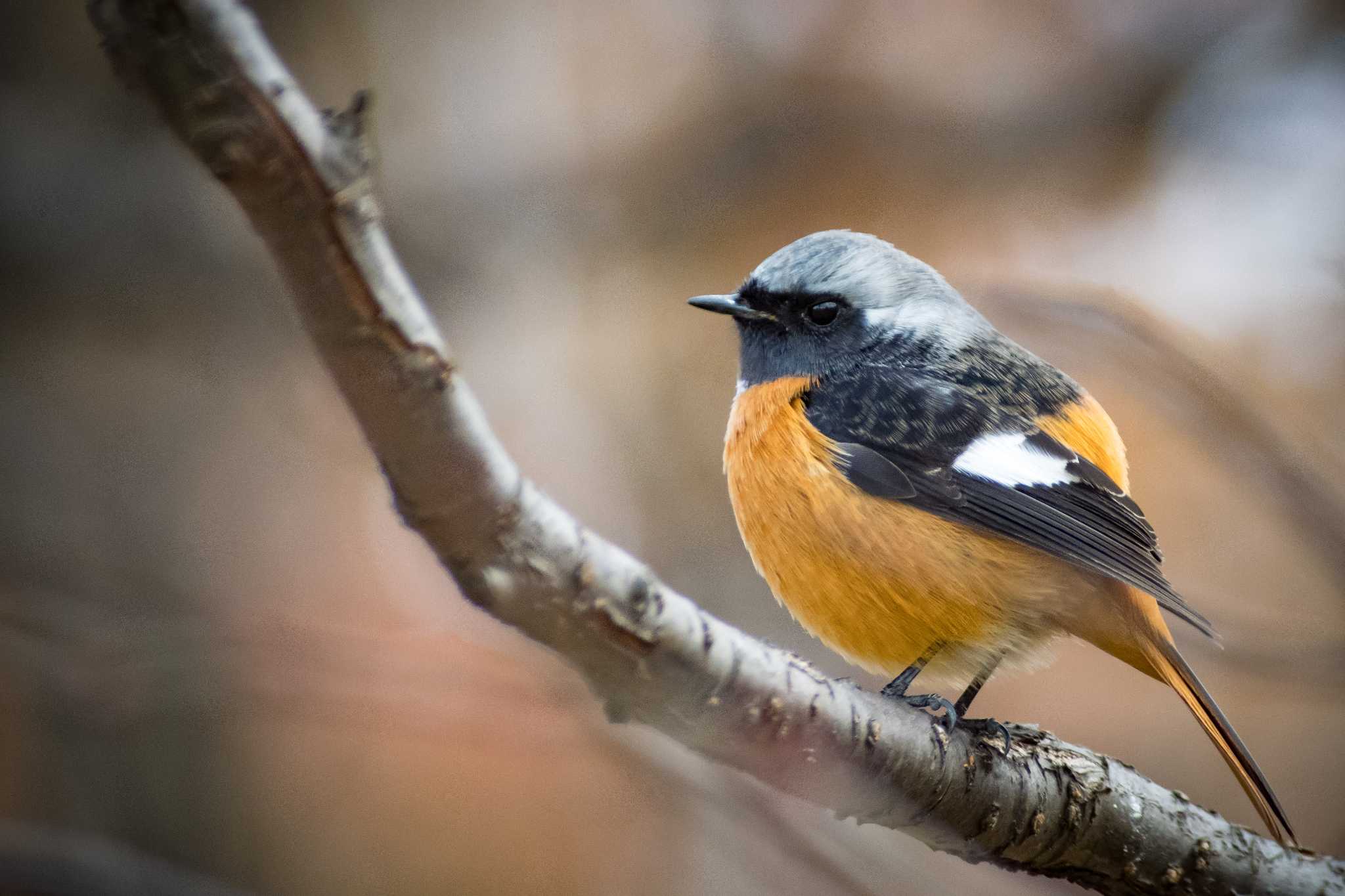 古室山 ジョウビタキの写真 by tatsuya