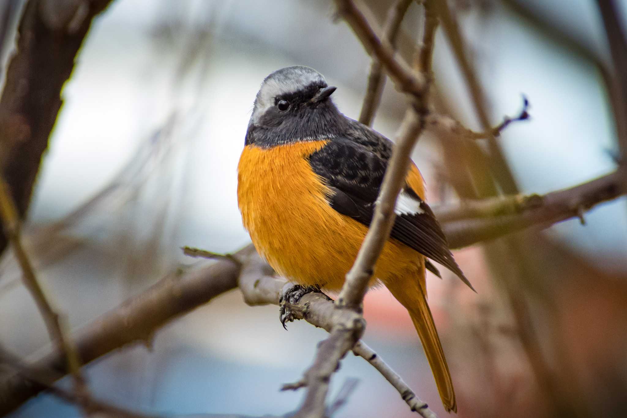 古室山 ジョウビタキの写真 by tatsuya