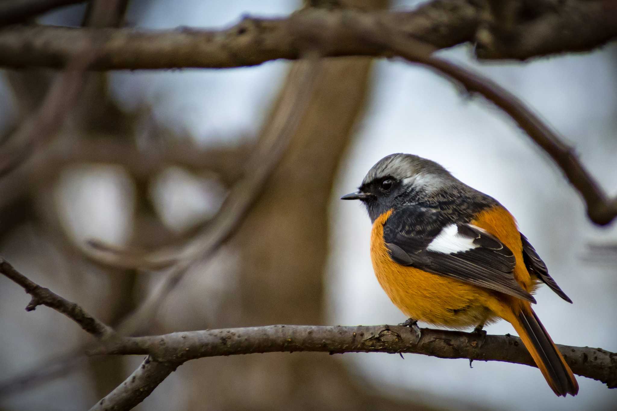 Photo of Daurian Redstart at 古室山 by tatsuya