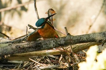 2022年5月18日(水) 福井緑地(札幌市西区)の野鳥観察記録