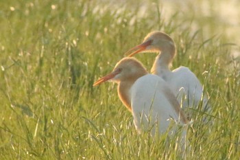 Wed, 5/18/2022 Birding report at 知多市 34°59'56.8"N 136°53'19.1"E