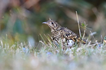 White's Thrush Unknown Spots Sun, 12/17/2017