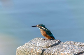 カワセミ 茨戸川緑地 2021年7月23日(金)