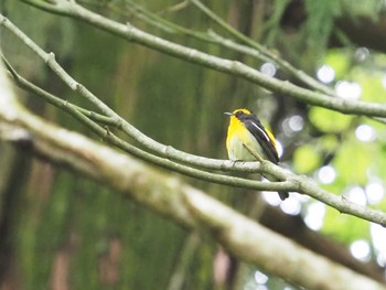 Narcissus Flycatcher 箱根ビジターセンター Sun, 5/15/2022