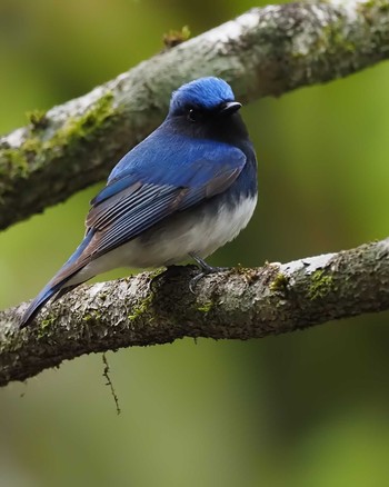 Blue-and-white Flycatcher 大蔵高丸 Sun, 5/15/2022