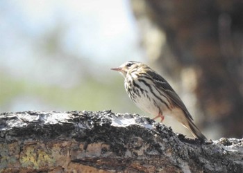 Wed, 5/18/2022 Birding report at Senjogahara Marshland