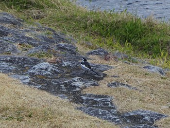 Wagtail 京都市　鴨川 Sun, 12/17/2017