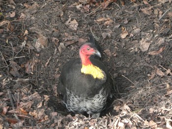 Australian Brushturkey Roseville, NSW, Australia Sun, 7/11/2021