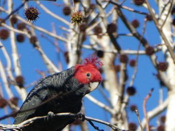 アカサカオウム Palmdale, NSW, Australia 2021年6月26日(土)