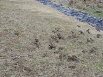 Eurasian Tree Sparrow 京都市　鴨川 Sun, 12/17/2017