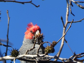 アカサカオウム Palmdale, NSW, Australia 2021年6月26日(土)