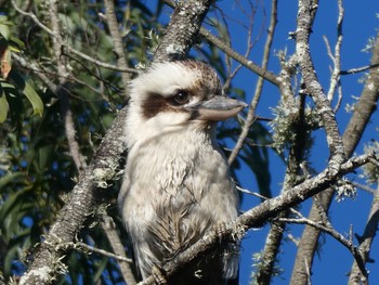 Laughing Kookaburra RTA Reserve, Ourimbah, NSW, Australia Sat, 6/26/2021