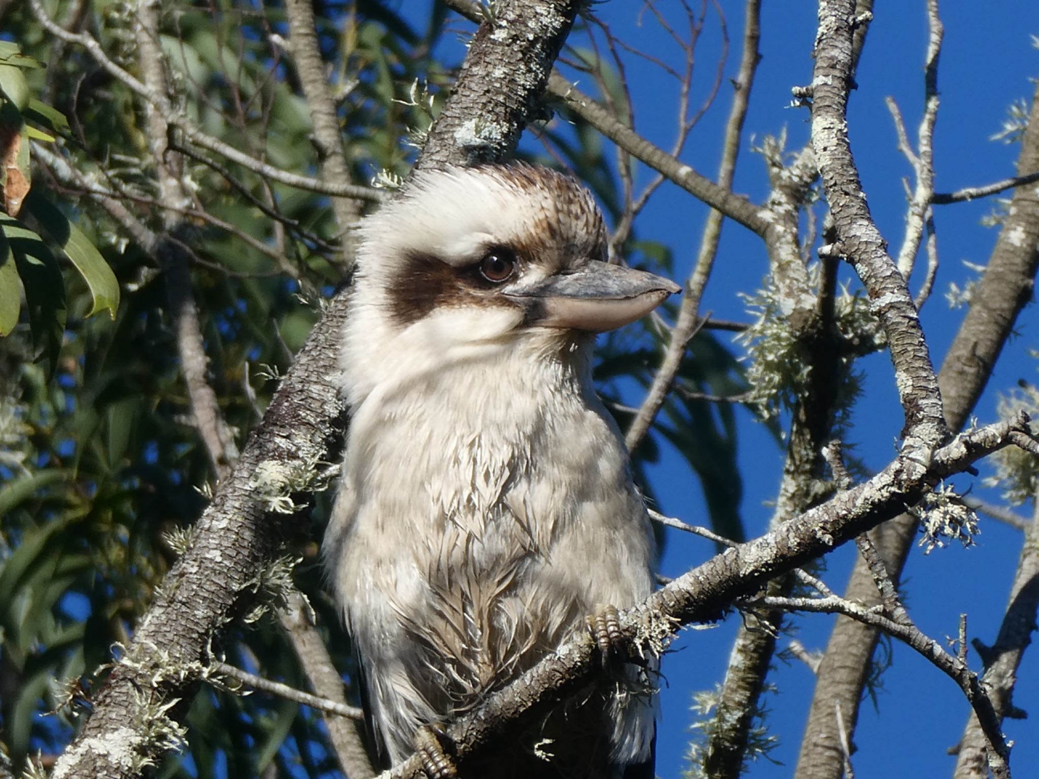 Photo of Laughing Kookaburra at RTA Reserve, Ourimbah, NSW, Australia by Maki