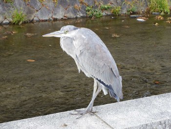 アオサギ 京都市　鴨川 2017年12月17日(日)