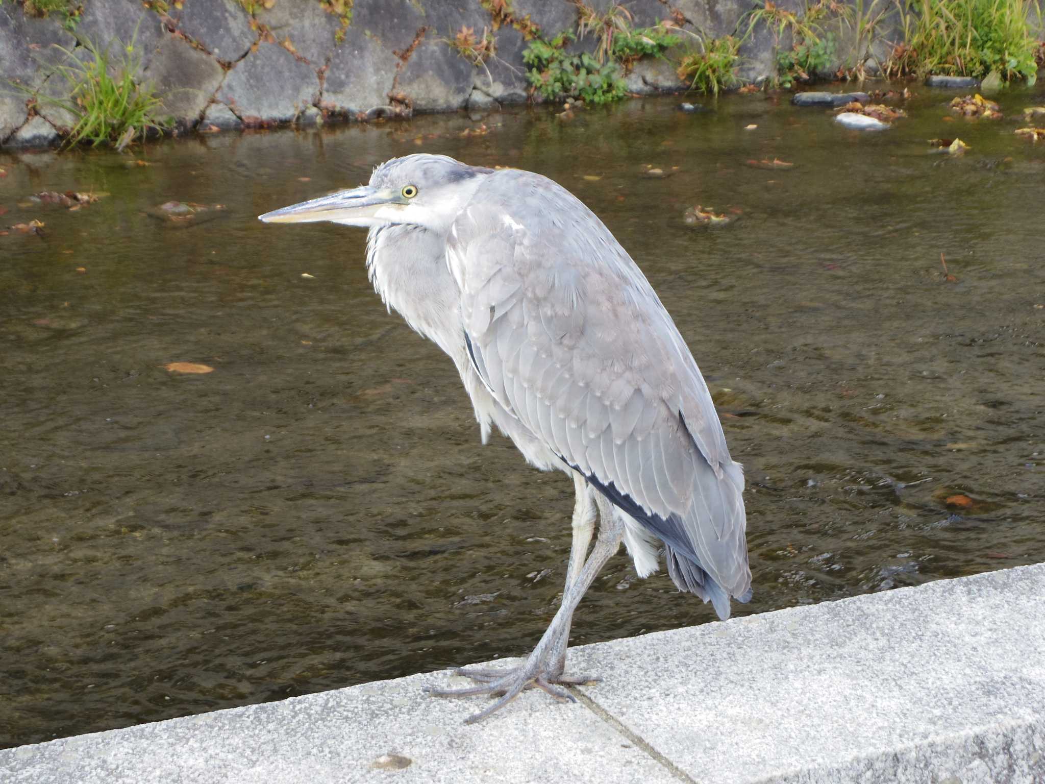 Photo of Grey Heron at 京都市　鴨川 by smallfield