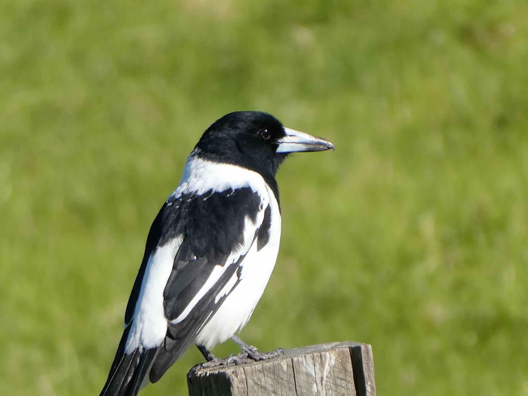 Central Coast Wetlands, NSW, Australia ノドグロモズガラスの写真 by Maki