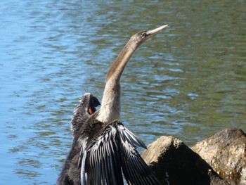 Australasian Darter Central Coast Wetlands, NSW, Australia Sun, 6/6/2021