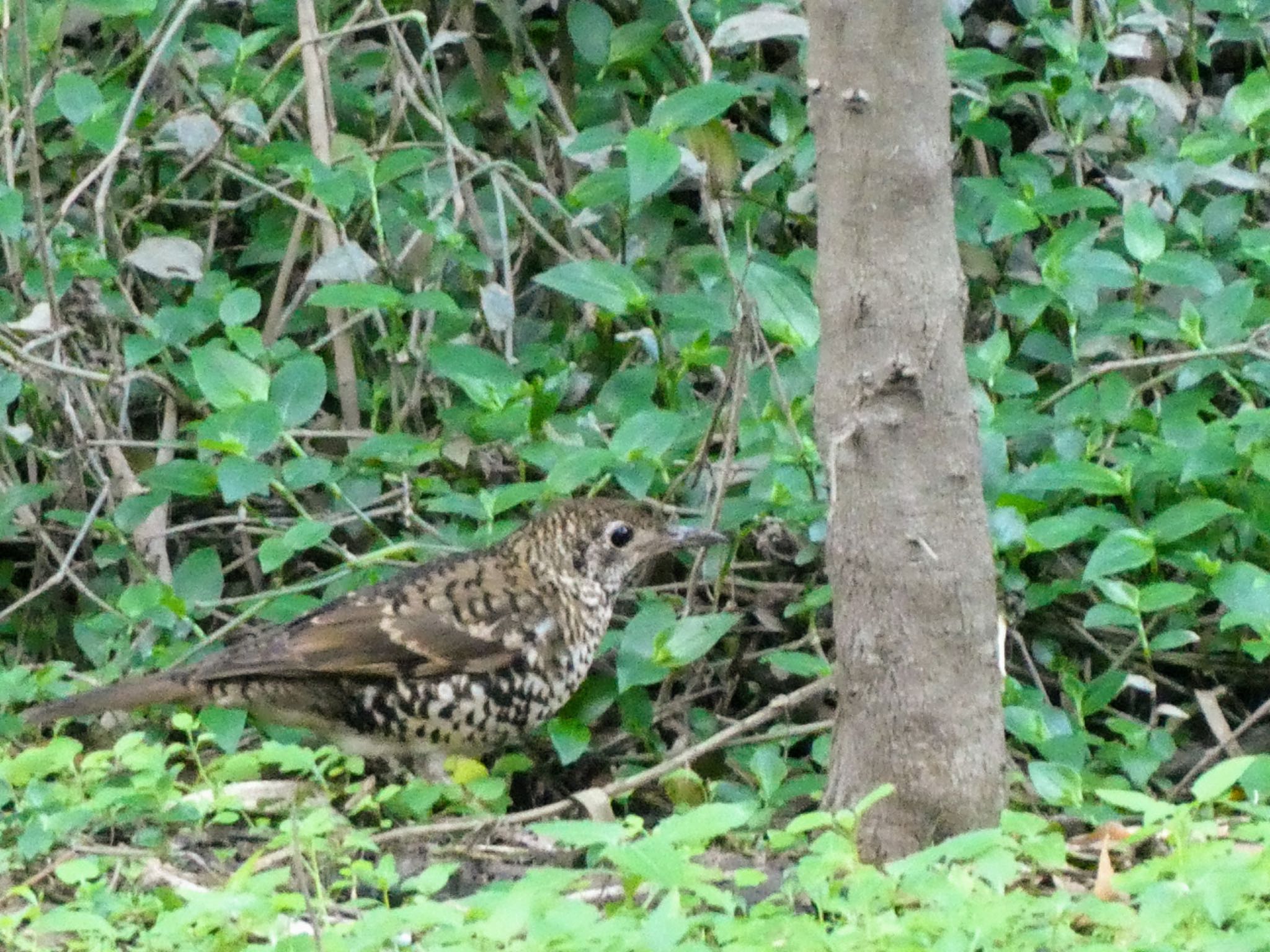 Photo of Bassian Thrush at RTA Reserve, Ourimbah, NSW, Australia by Maki