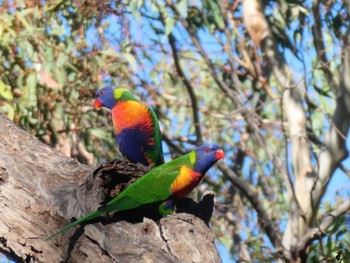 ゴシキセイガイインコ Castlecrag, NSW, Australia 2021年6月16日(水)