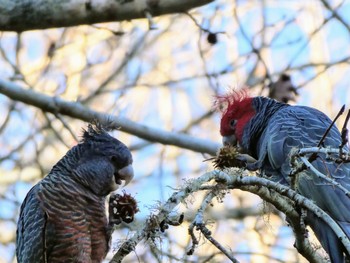 Gang-gang Cockatoo