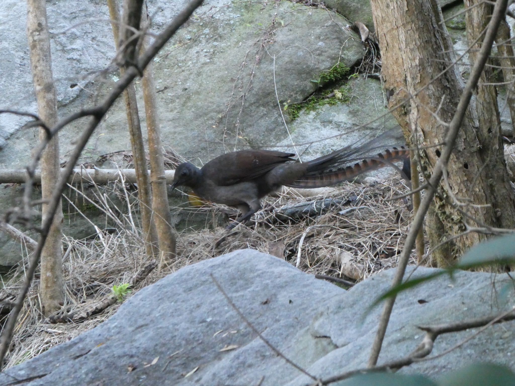 Photo of Superb Lyrebird at Castlecrag, NSW, Australia by Maki