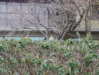 Eurasian Tree Sparrow 京都市　鴨川 Sun, 12/17/2017