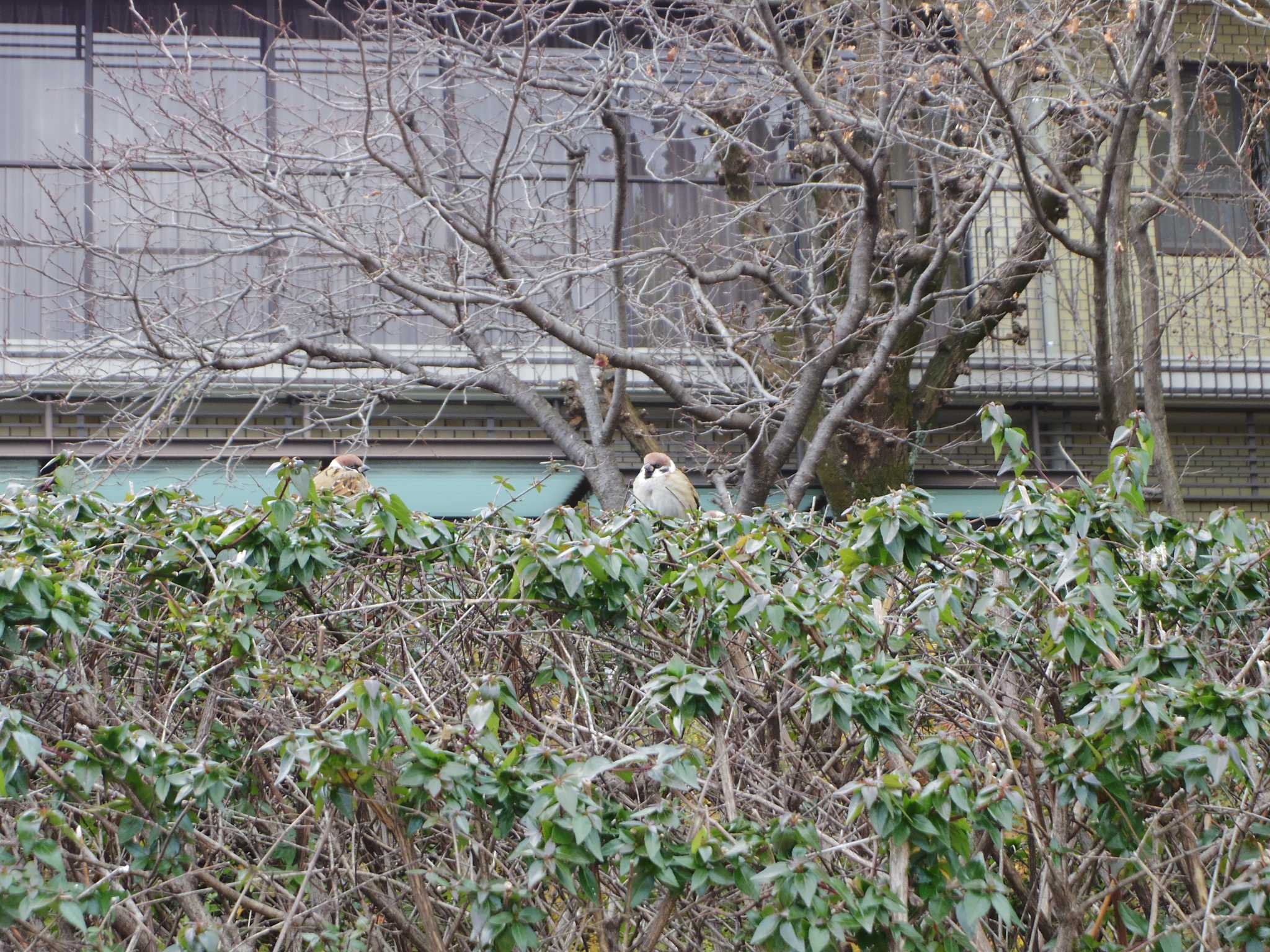 Photo of Eurasian Tree Sparrow at 京都市　鴨川 by smallfield