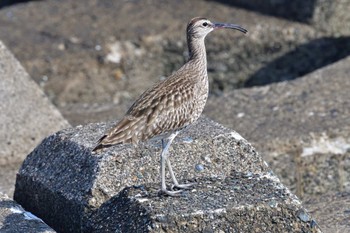 チュウシャクシギ 柳島海岸 2022年5月18日(水)