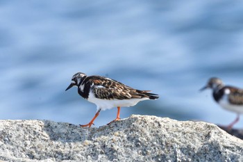 キョウジョシギ 柳島海岸 2022年5月18日(水)