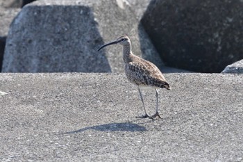 チュウシャクシギ 柳島海岸 2022年5月18日(水)