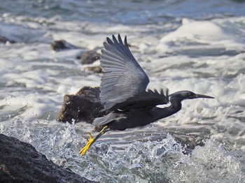 2017年12月17日(日) 長井漁港の野鳥観察記録