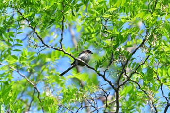 2022年5月19日(木) 長浜公園の野鳥観察記録