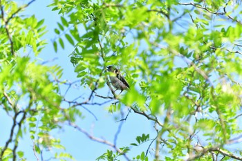 エナガ 長浜公園 2022年5月19日(木)