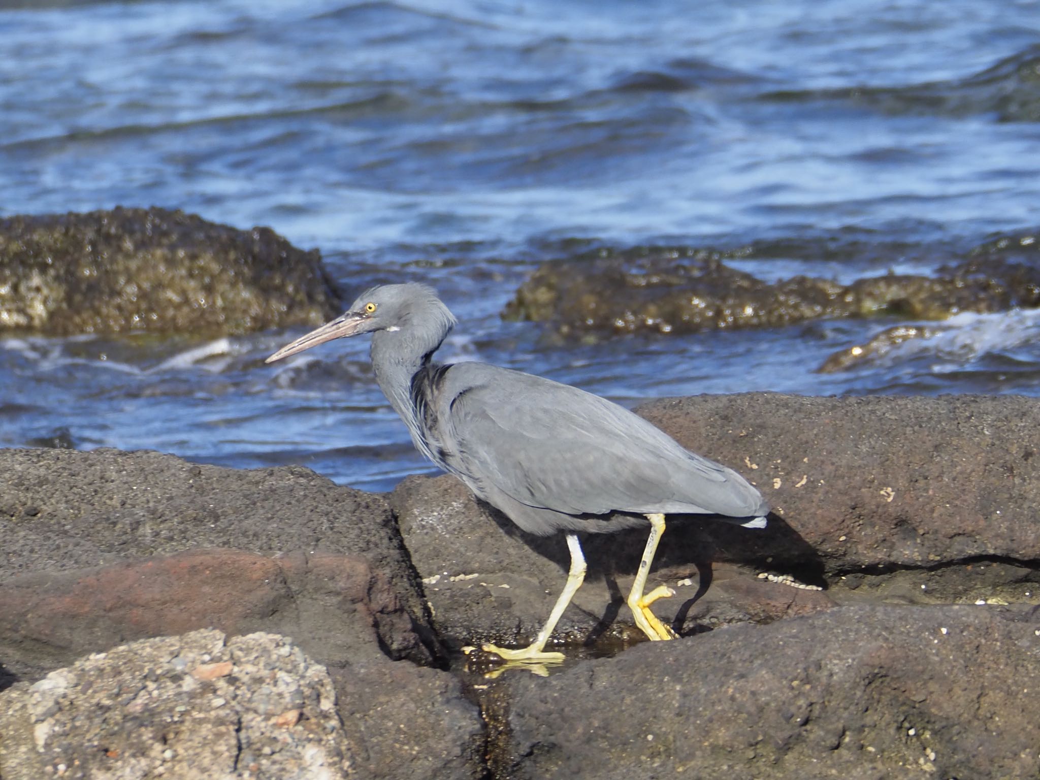 Pacific Reef Heron