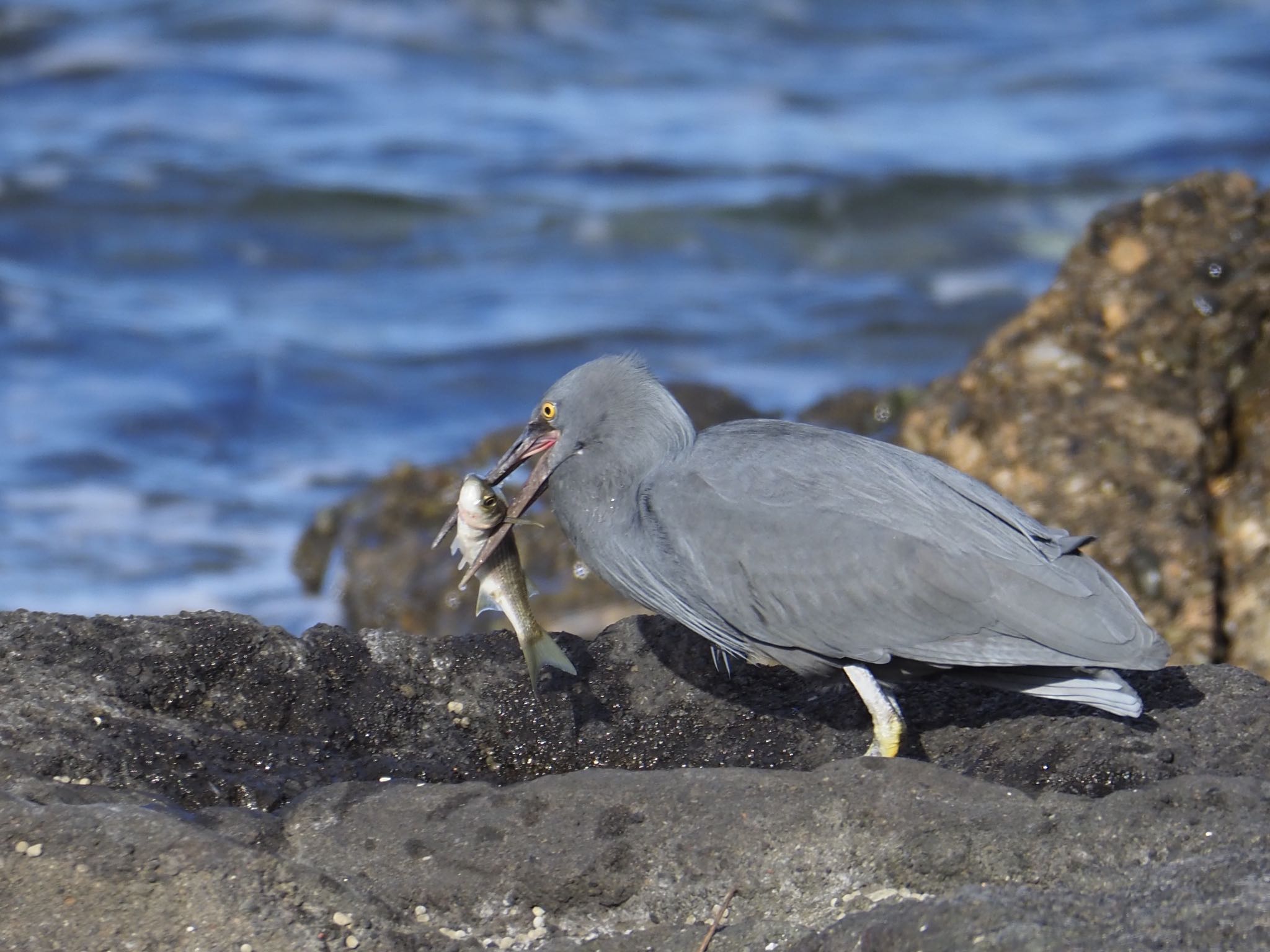 Pacific Reef Heron