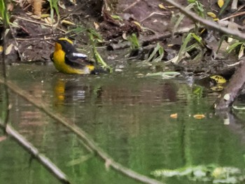 2022年5月19日(木) 福井緑地(札幌市西区)の野鳥観察記録