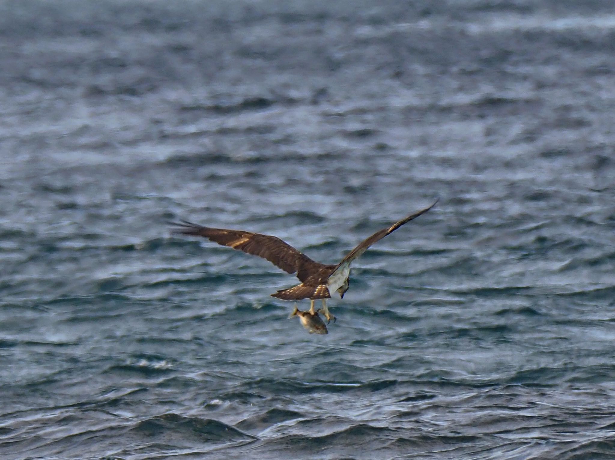 Osprey