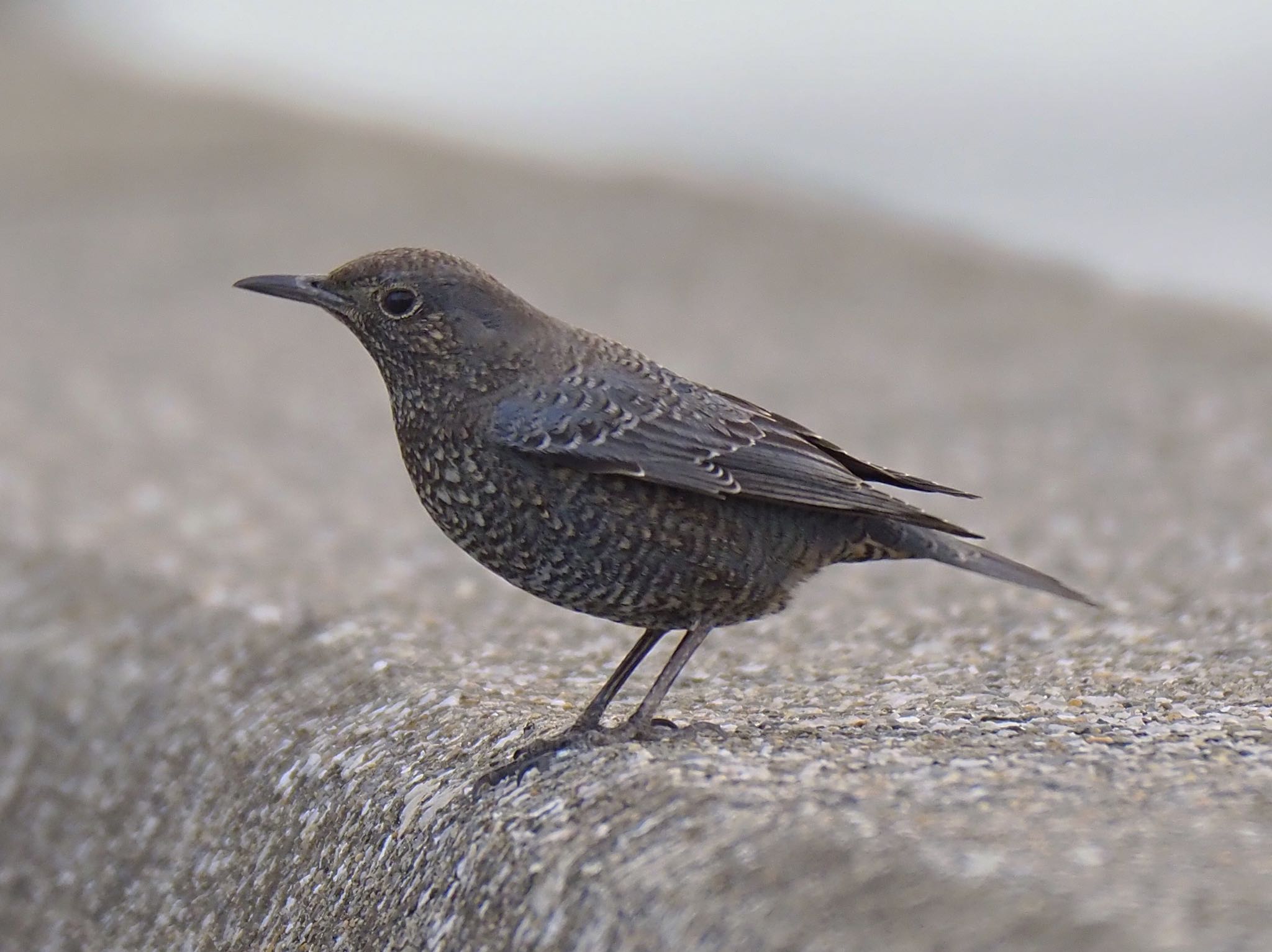 Blue Rock Thrush