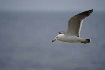 Black-tailed Gull 日御碕 Thu, 5/19/2022