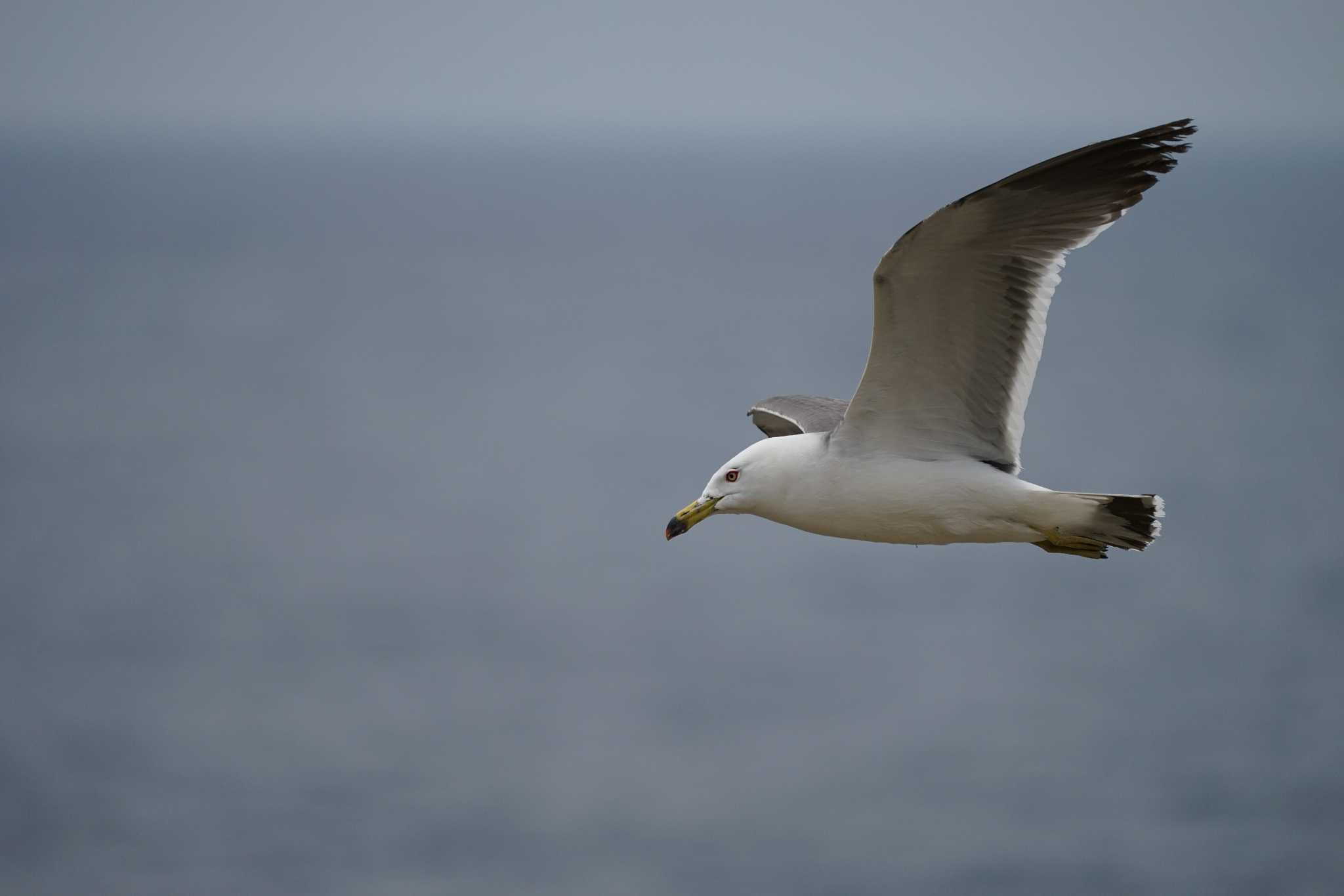 Black-tailed Gull