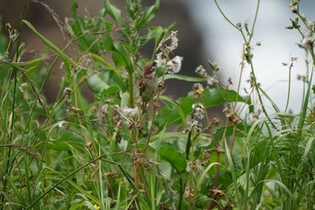 Eurasian Tree Sparrow 日御碕 Thu, 5/19/2022