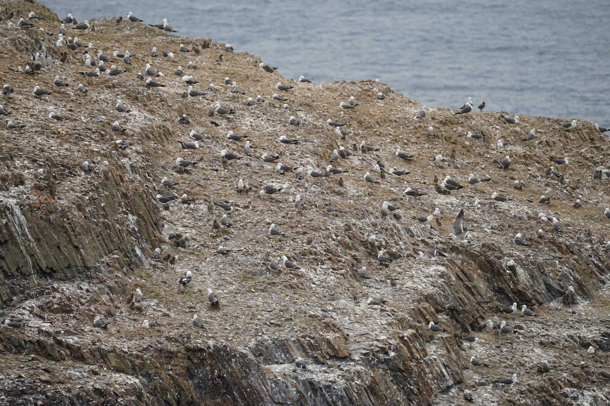 Black-tailed Gull