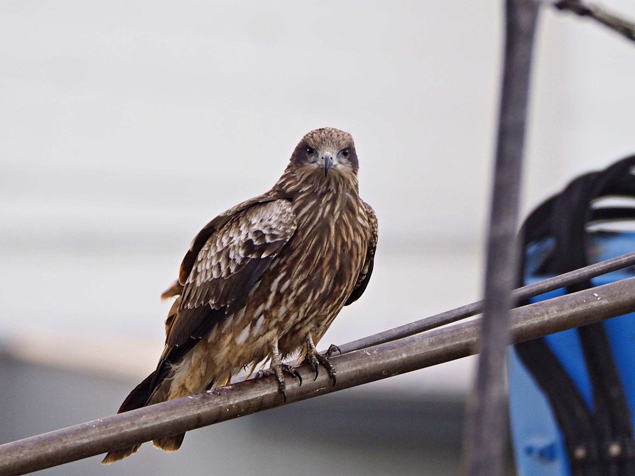 Black Kite